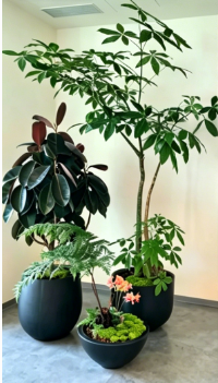 宁波室内植物出租-江北花卉租摆价格表-北仑花卉租摆经营-奉化花木租赁摆放